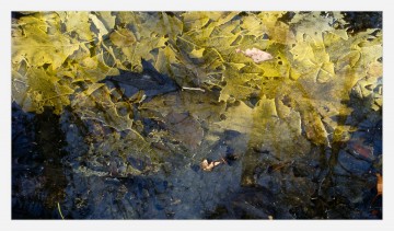 220412 bladeren aan waterkant 01